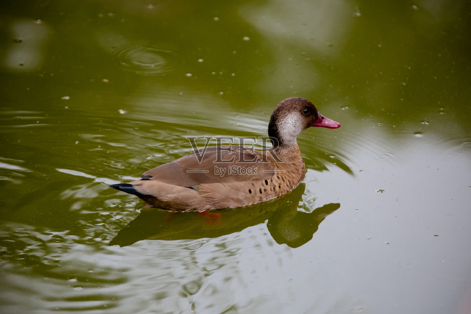 池塘里美丽的棕色鸭子照片摄影图片