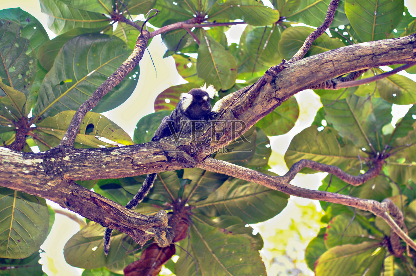 Callitrichidae。Hapalidae。俗称狨猴。照片摄影图片