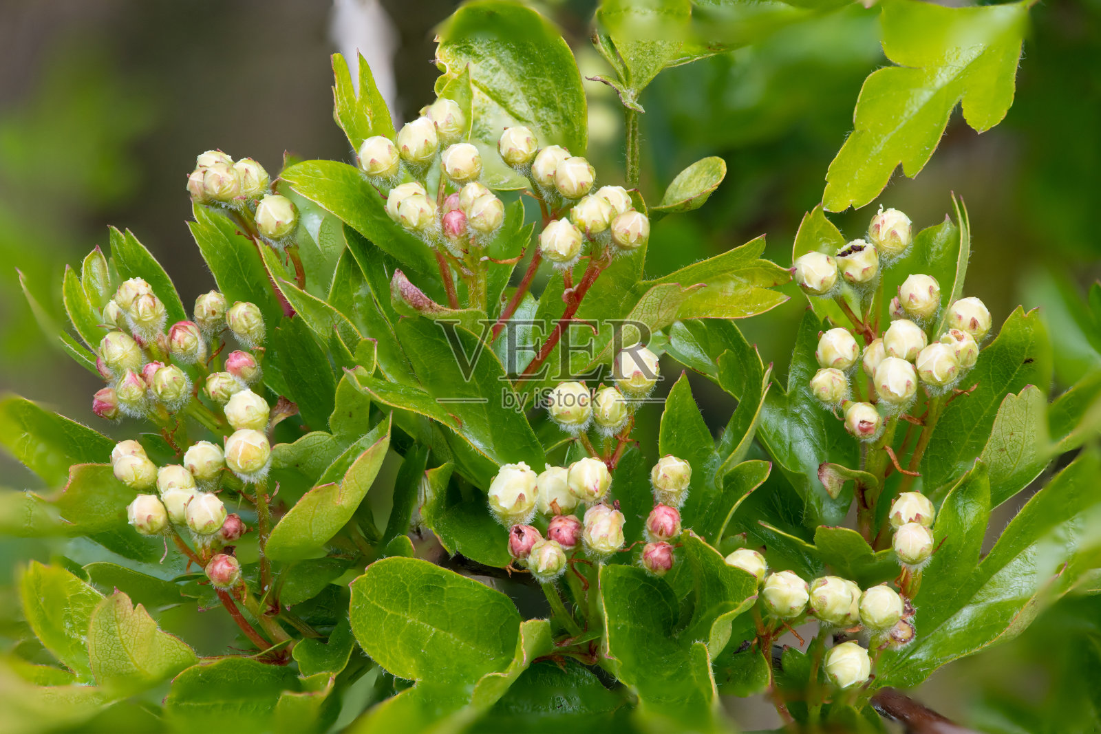 山楂(山楂)芽照片摄影图片