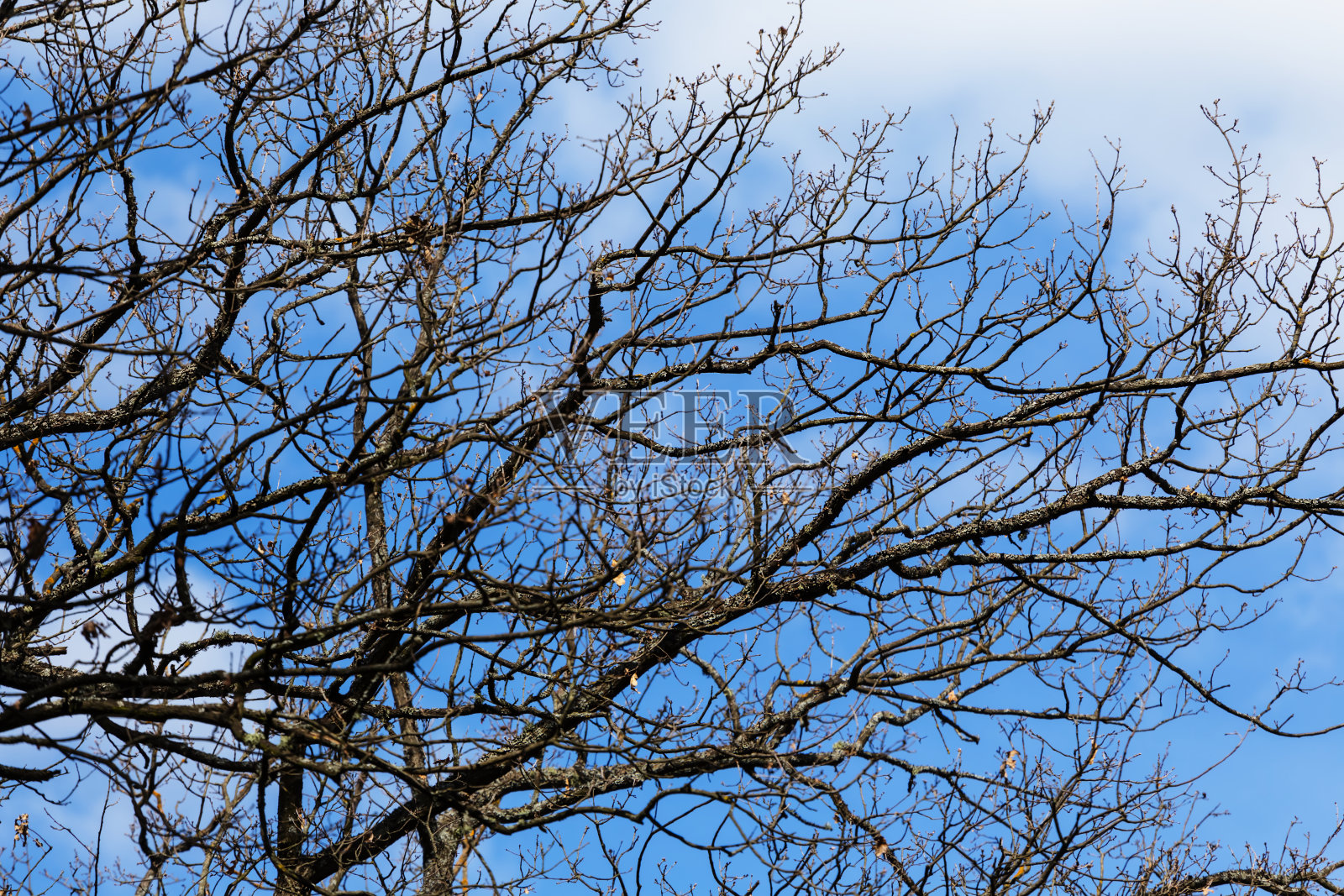 特写树枝上的蓝色多云的天空背景照片摄影图片