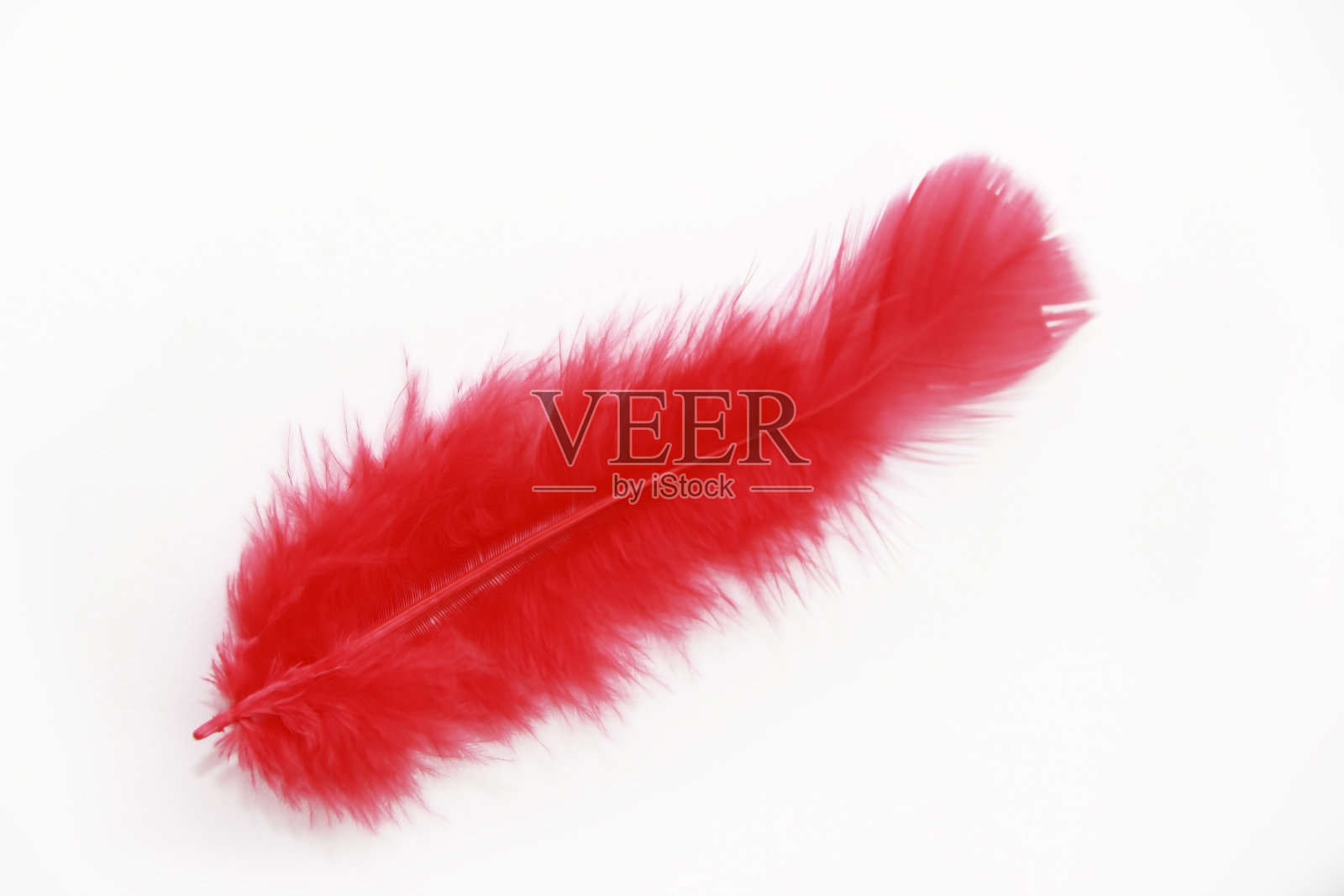 白色背景上的轻盈蓬松的鸟羽毛照片摄影图片