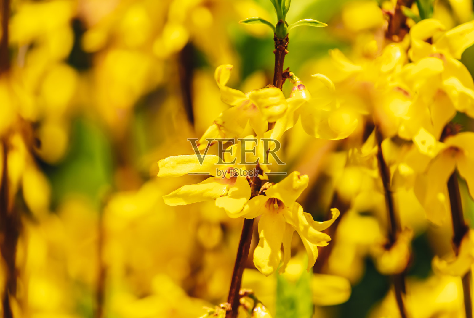 这是春天连翘花的特写照片摄影图片