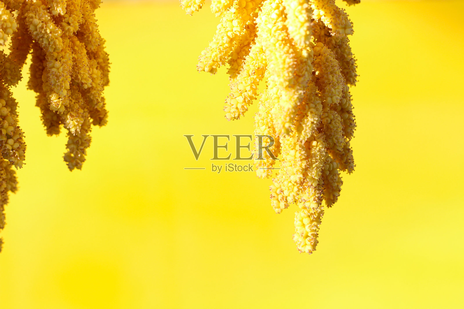 抽象单色sunny黄色背景照片摄影图片