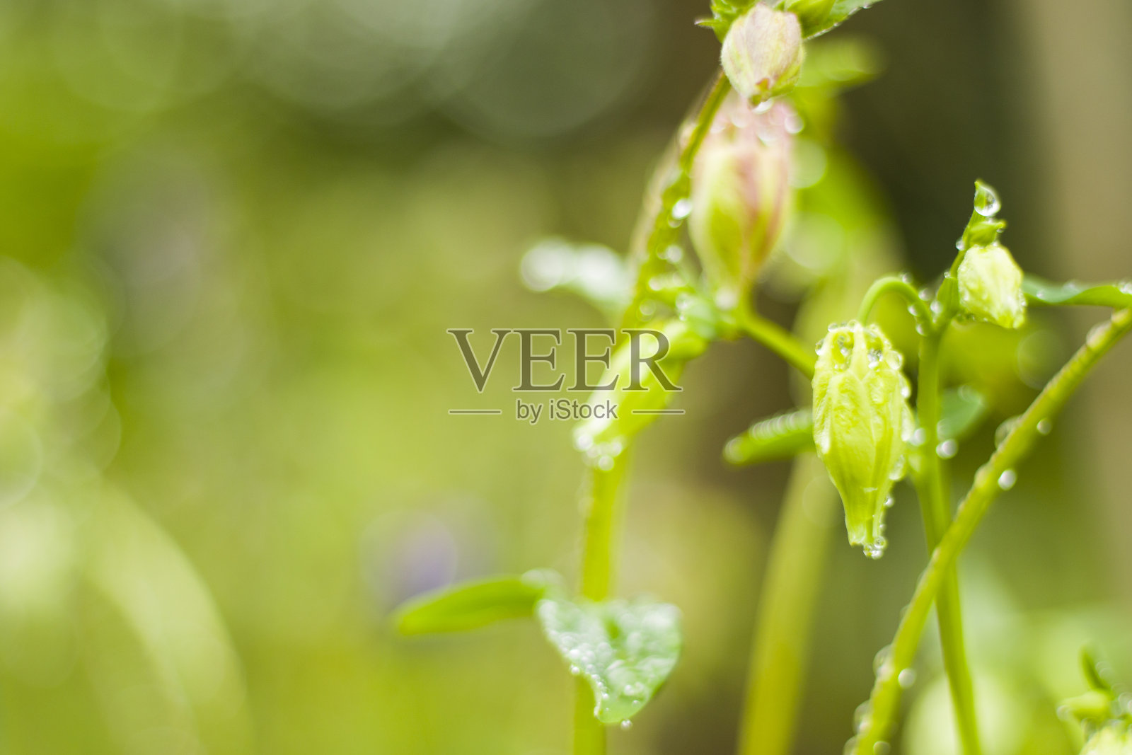 雨滴照片摄影图片