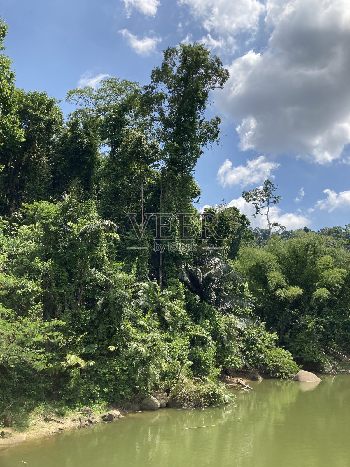 丛林在泰国照片摄影图片