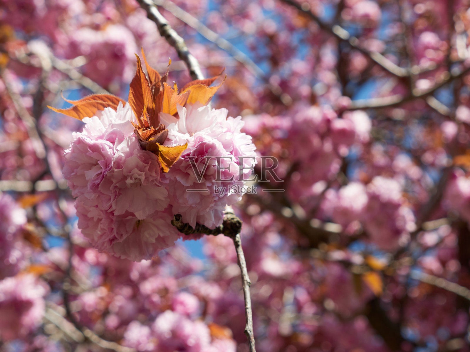 粉红色樱花的特写照片摄影图片
