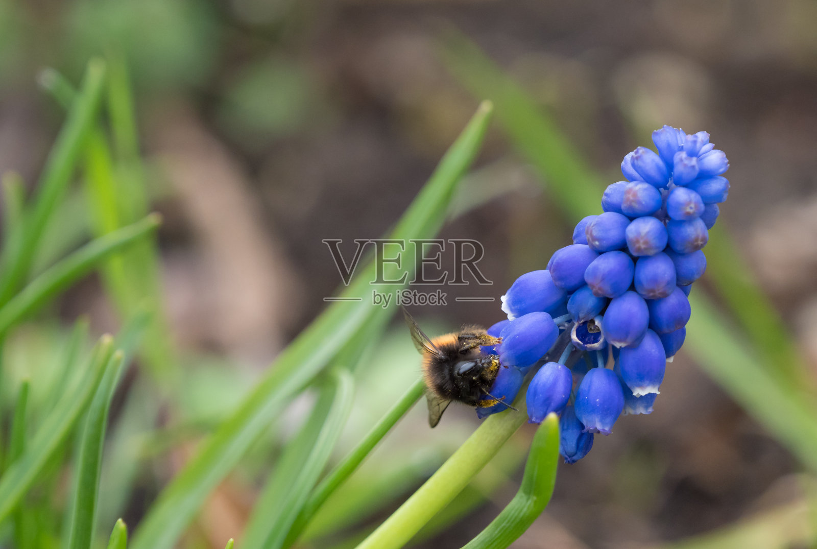 一只大黄蜂在耶拿的一个葡萄风信子旁做买卖照片摄影图片