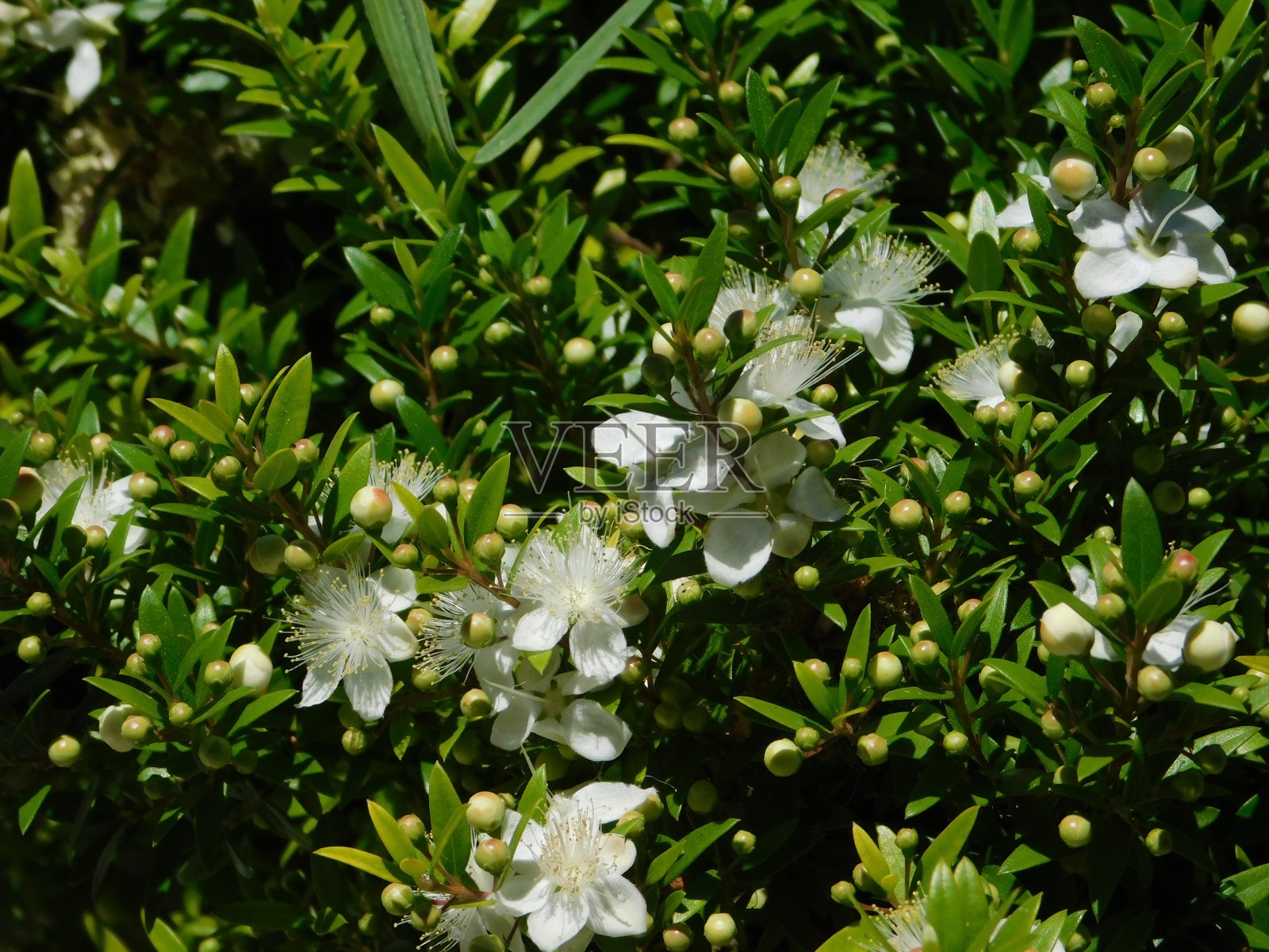 桃金娘照片摄影图片