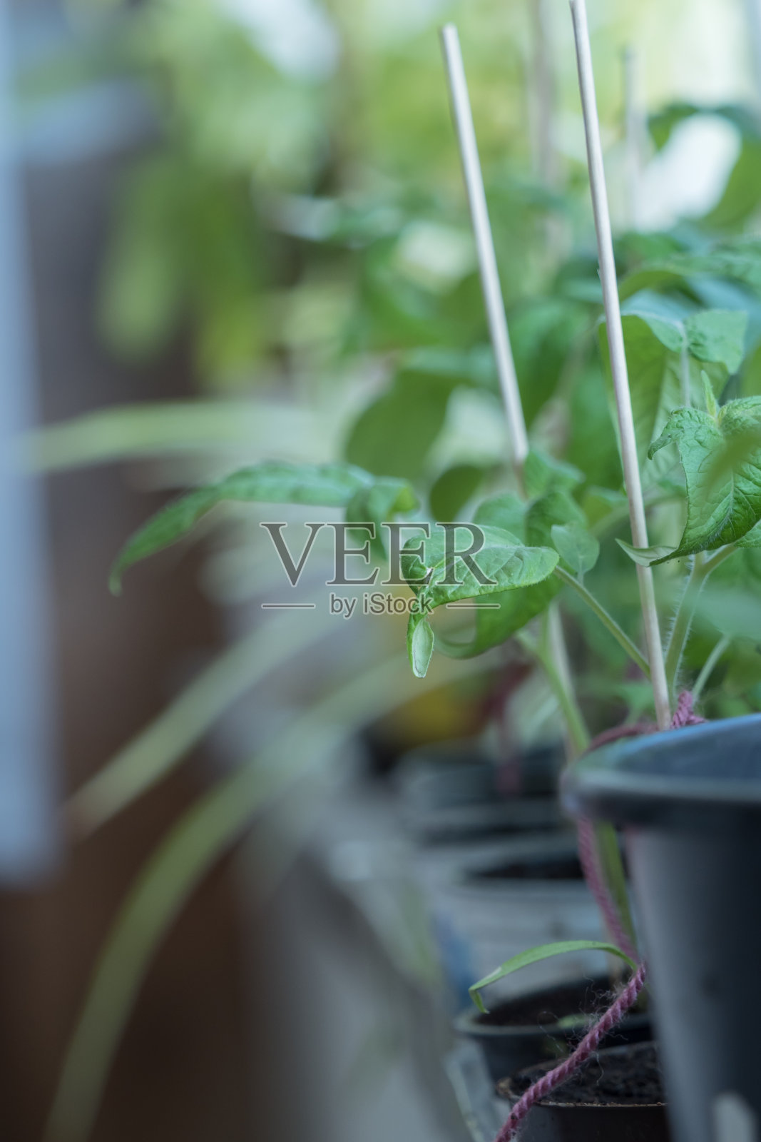 春季在室内种植番茄，然后移入花园照片摄影图片