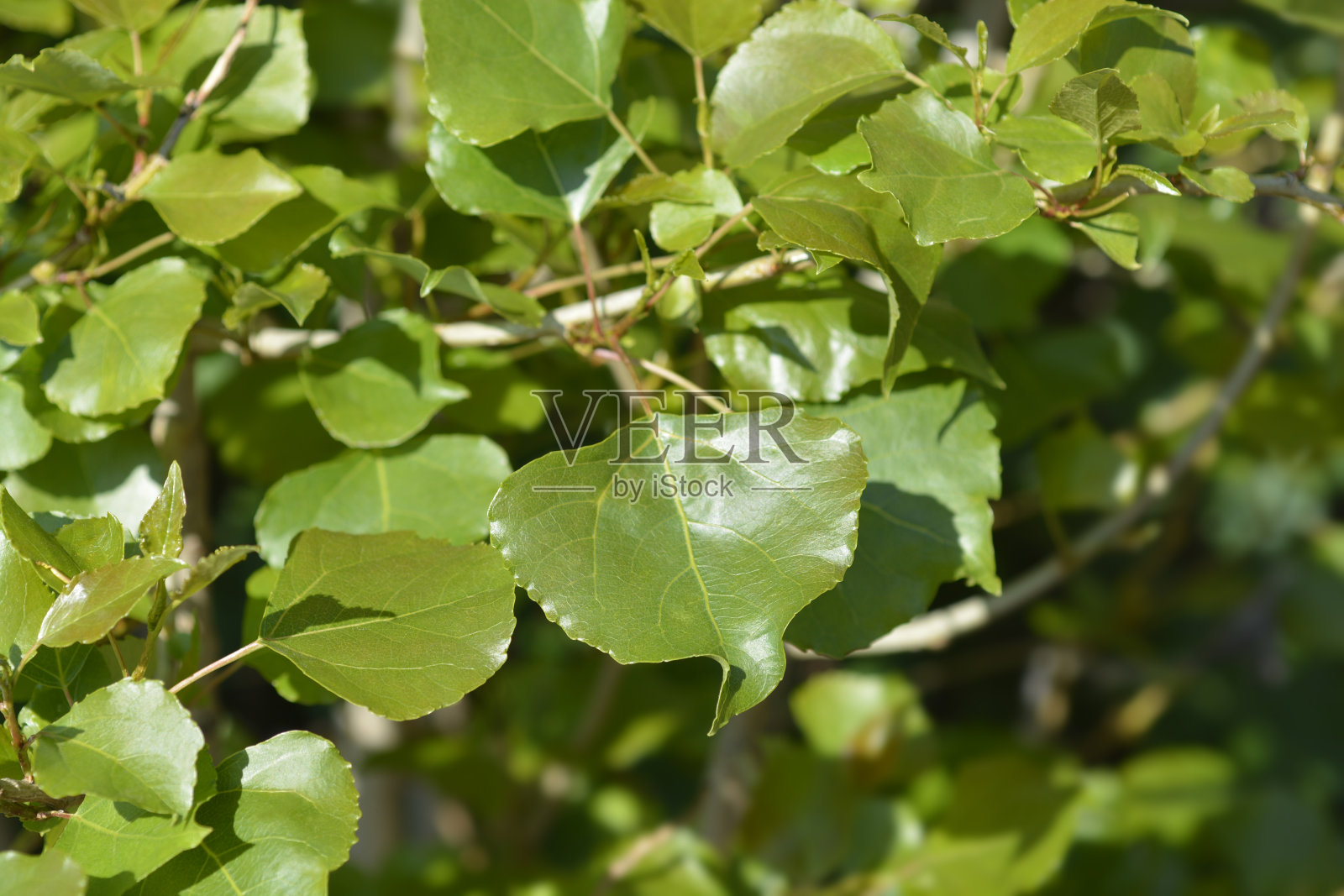 伦巴第杨树照片摄影图片