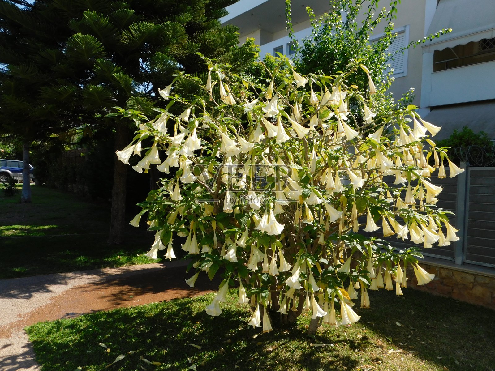 曼陀罗树照片摄影图片