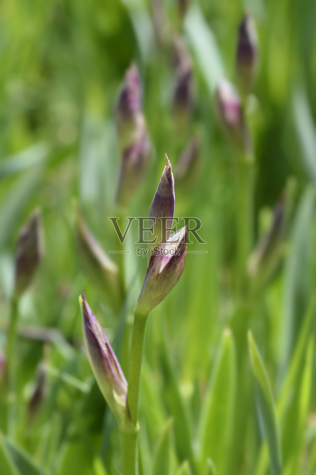 伊利里亚人的虹膜照片摄影图片