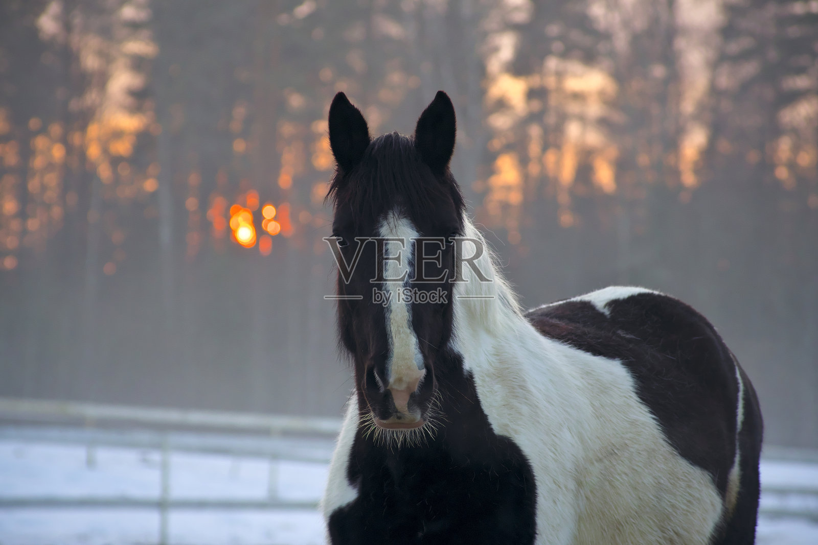 肖像美丽的斑马马在光线的冬季傍晚日落。照片摄影图片
