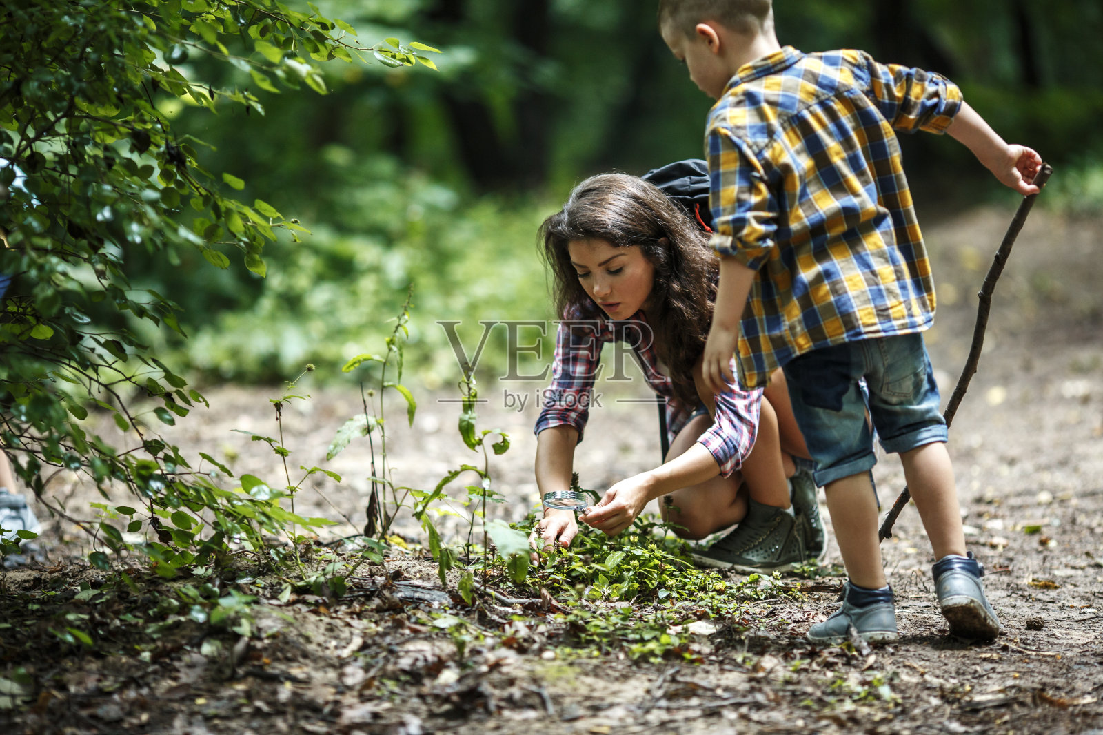 母亲和她的小儿子们在森林里徒步旅行。男孩用放大镜观察昆虫。照片摄影图片