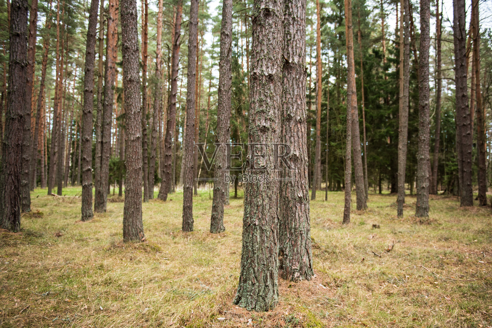 拉脱维亚春天的松林照片摄影图片