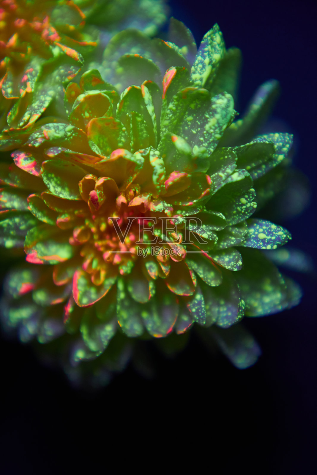 颜料滴里的花在紫外线下闪闪发光。自然美化妆品照片摄影图片