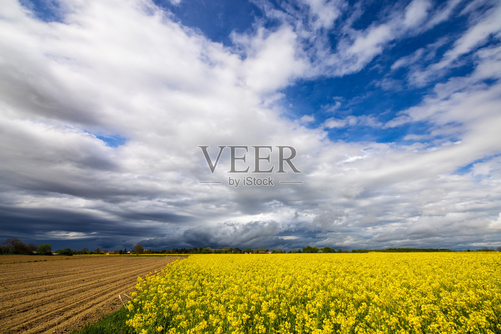 油菜籽，油菜田上有云在天上照片摄影图片