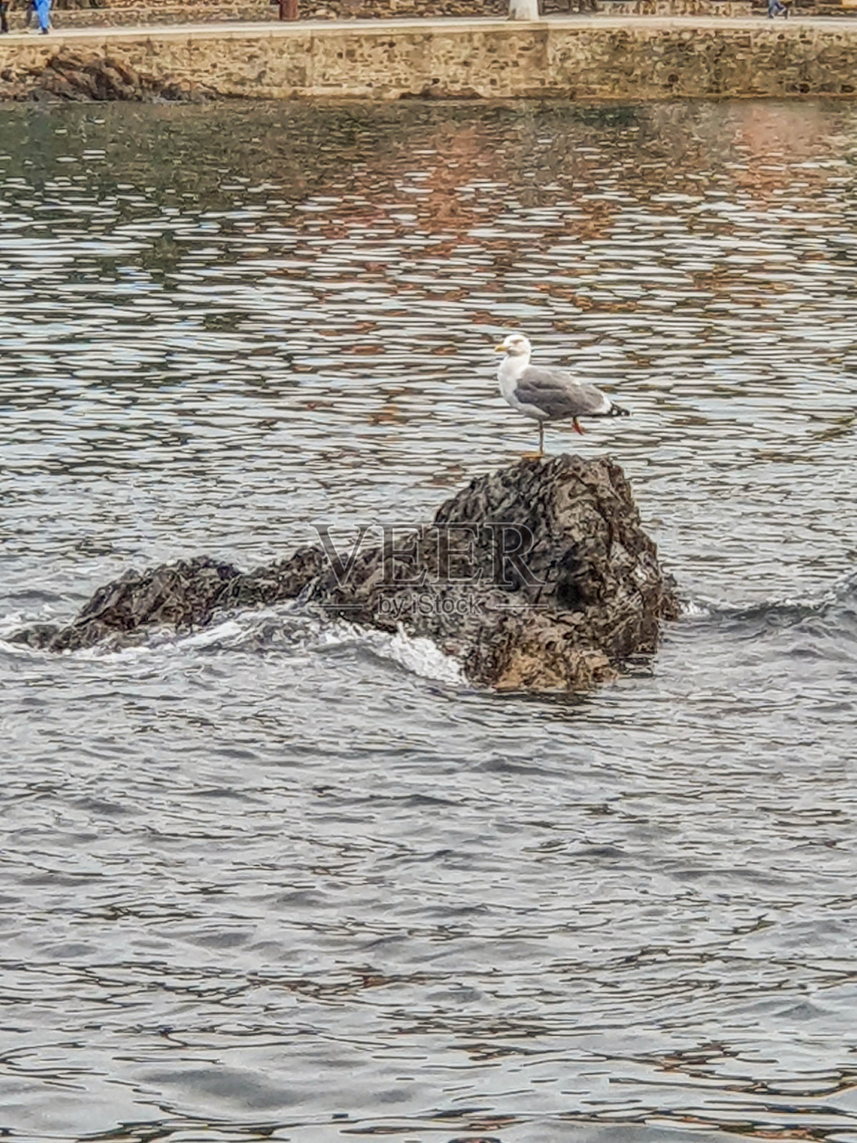 一只海鸥在岩石上照片摄影图片