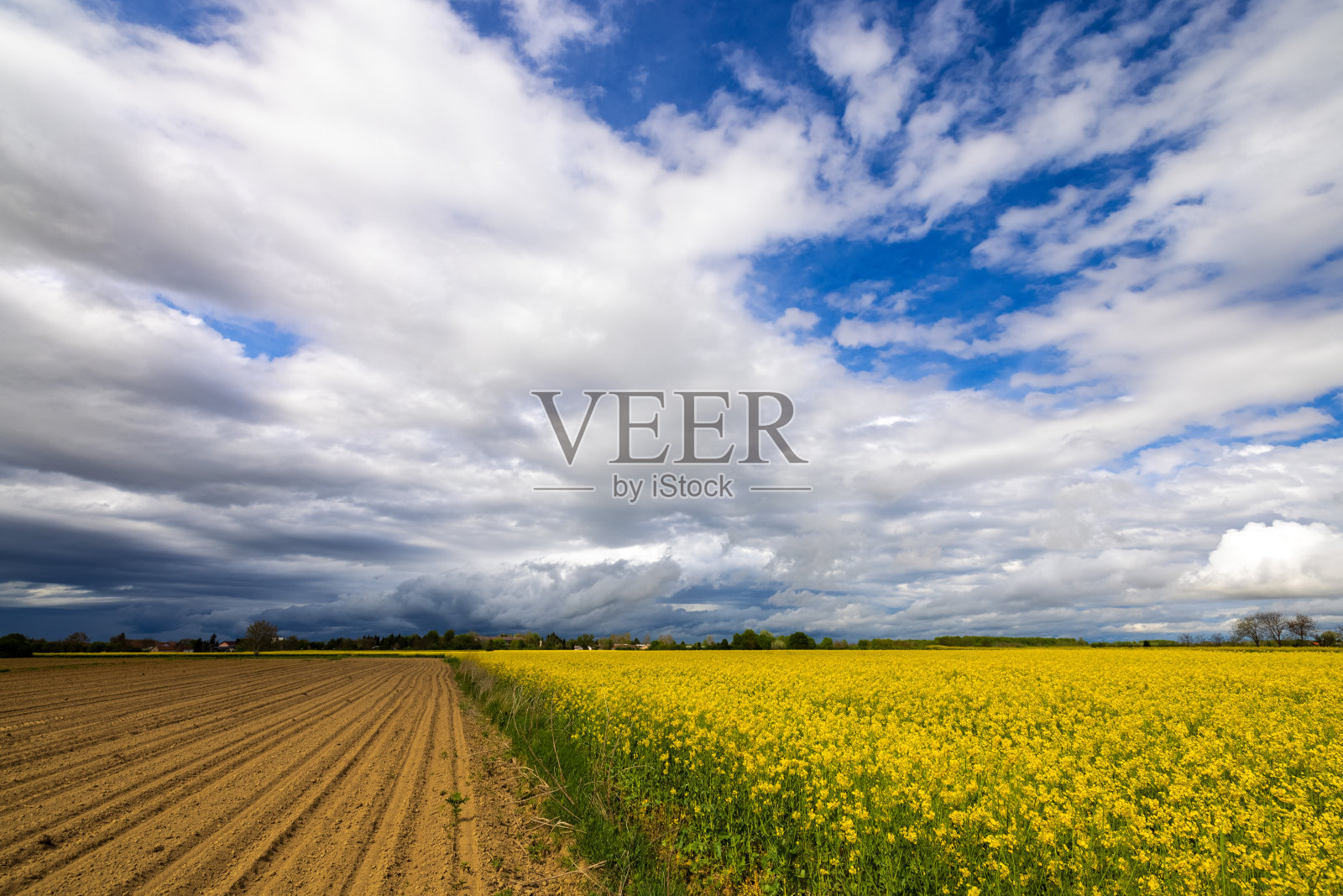 油菜籽，油菜田上有云在天上照片摄影图片