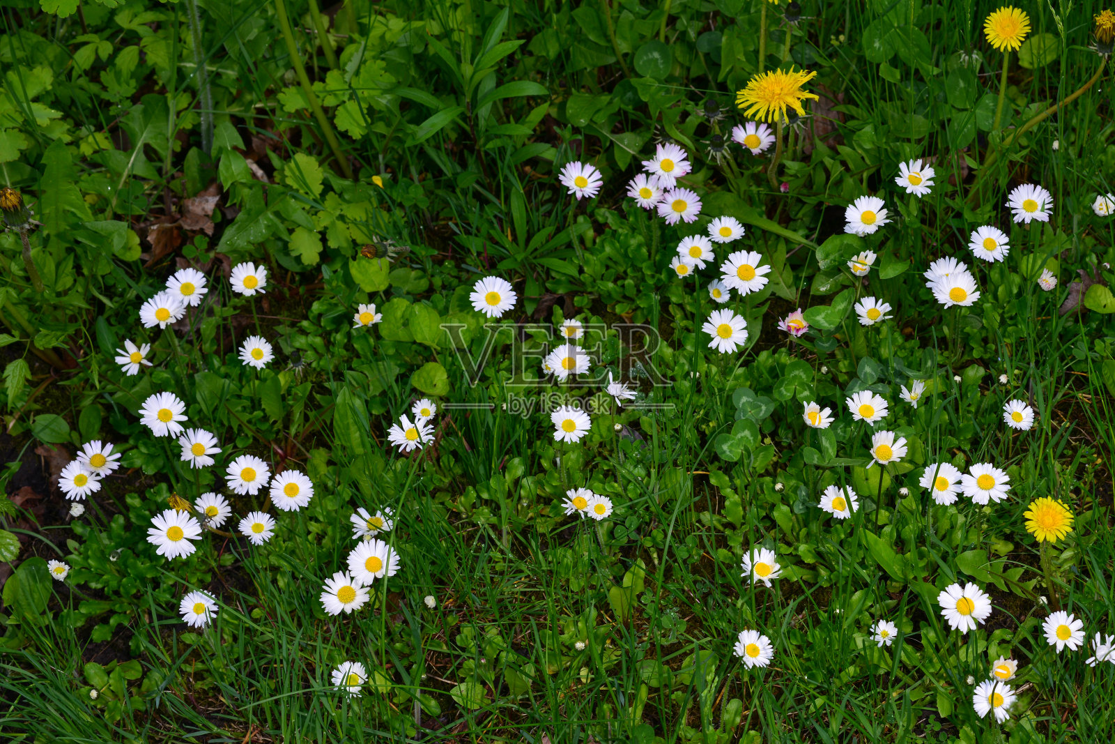 清晨，绿色的草地上，白色的小雏菊照片摄影图片