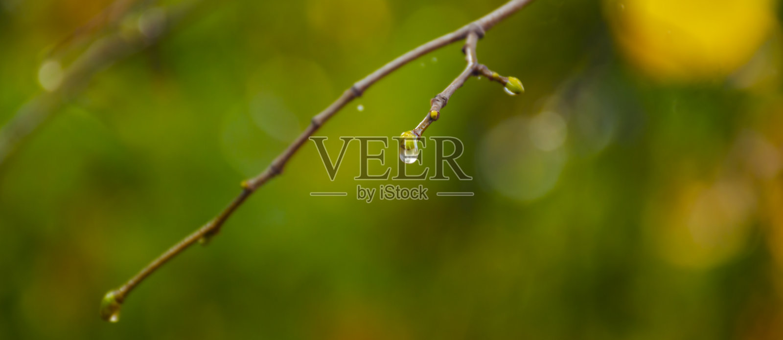 近距离观察针叶树枝上的雨滴。柔焦，低调。大气自然摄影。一颗孤立的雨滴落在树枝上。模糊的绿色背景，暖色调，秋色照片摄影图片