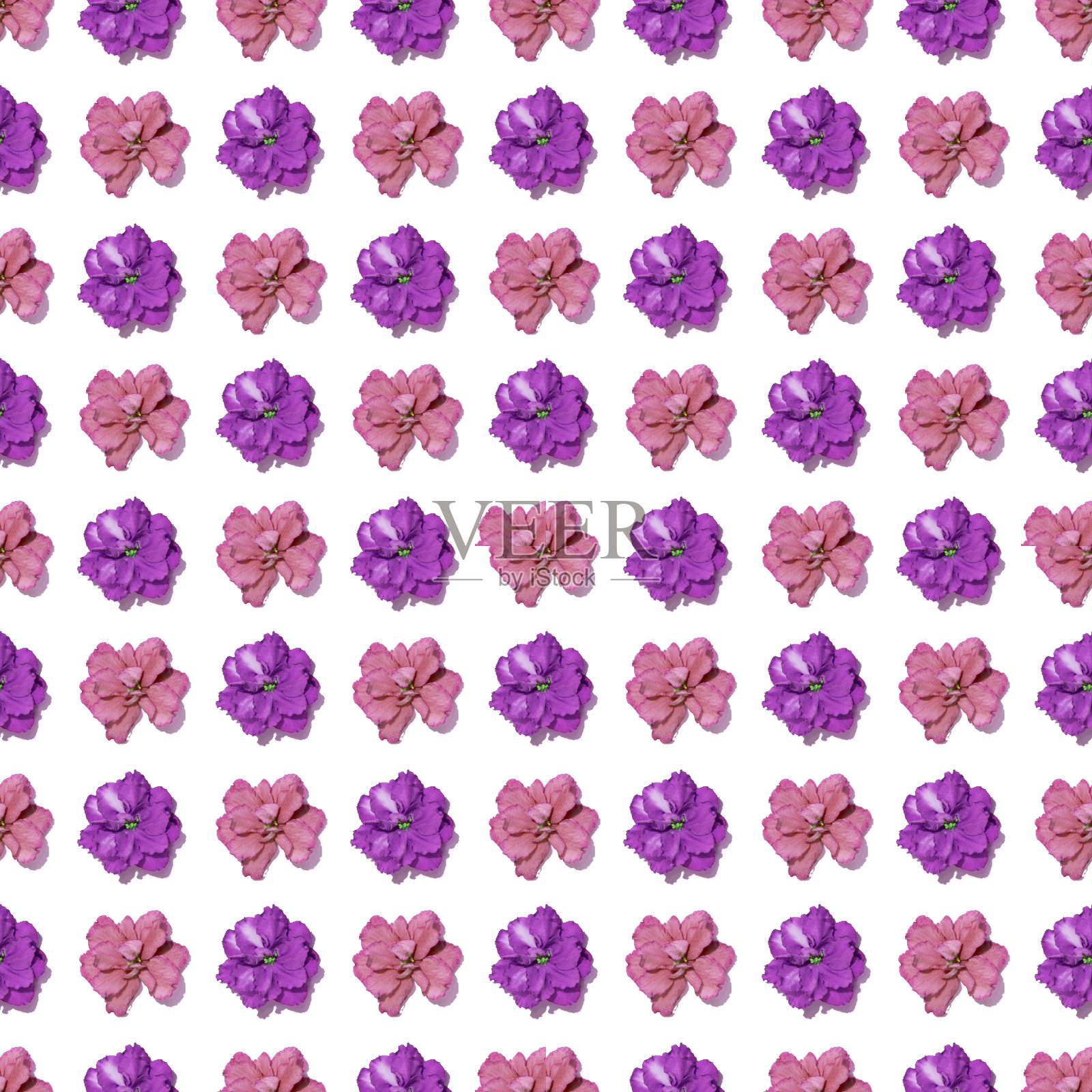 紫罗兰花蕾无缝图案。粉红色的头开花孤立的白色图案，波普艺术照片摄影图片