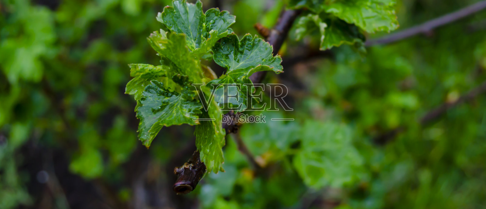 嫩叶的醋栗灌木与水滴微距摄影。雨后一株新鲜绿叶的花园植物特写摄影。照片摄影图片