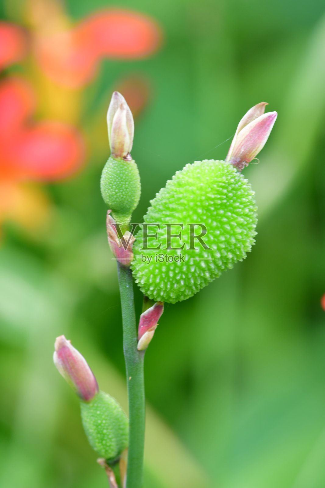 花朵特写照片摄影图片