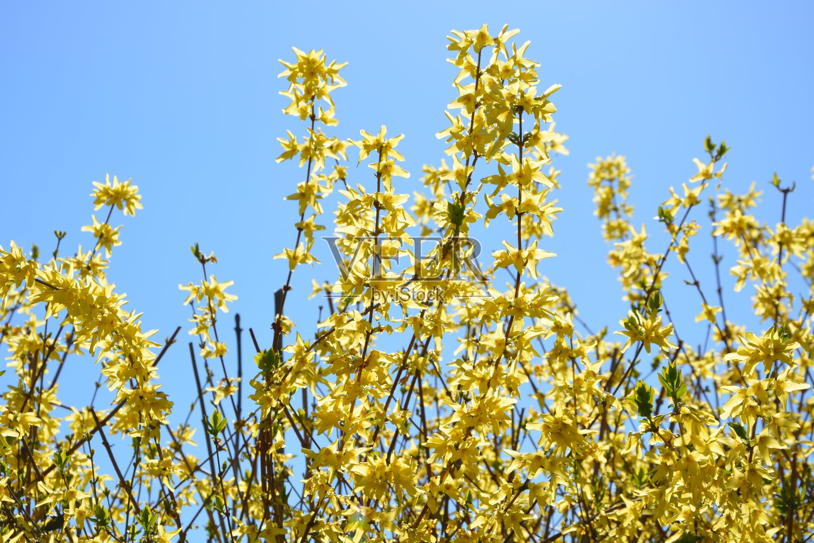 连翘英国照片摄影图片