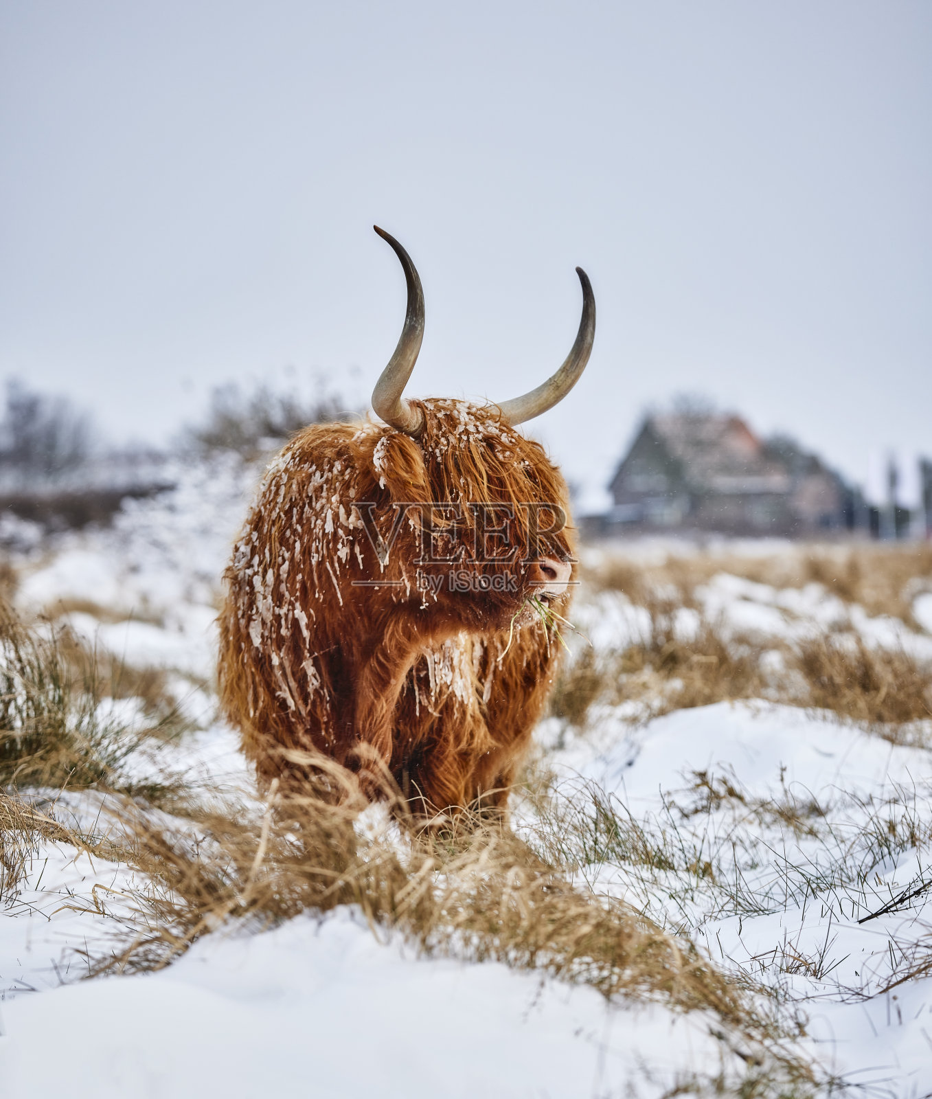 雪地里的高地人照片摄影图片