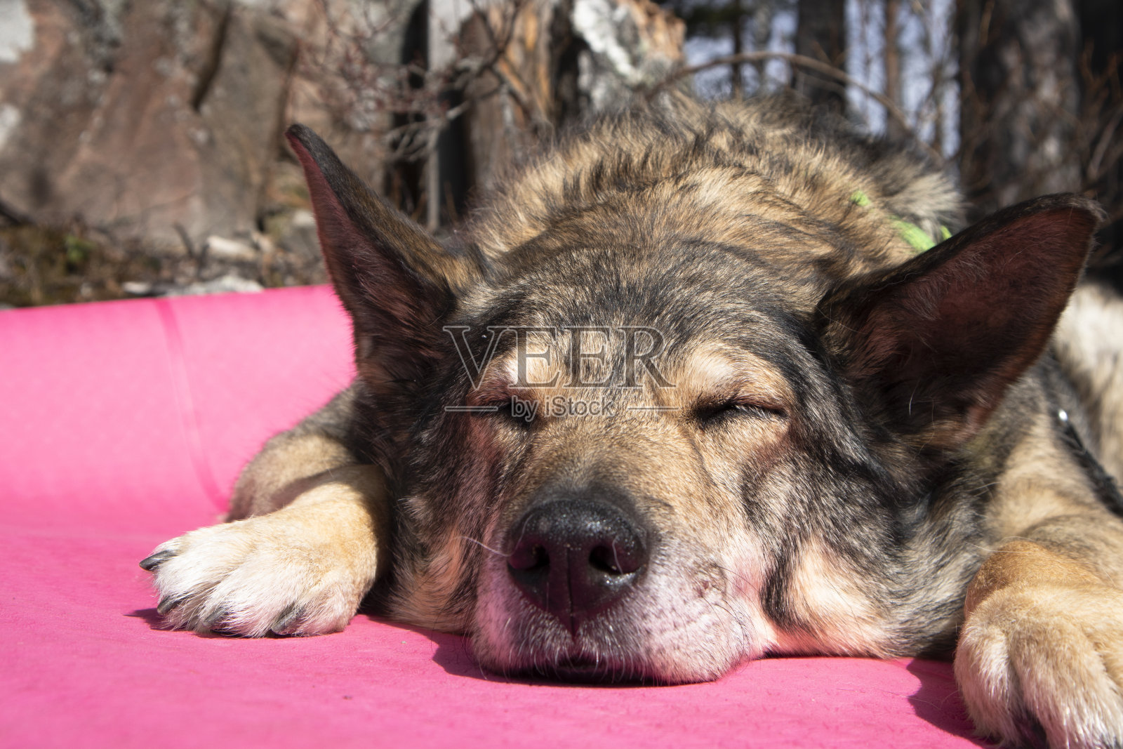 狗在阳光下的花园休息照片摄影图片