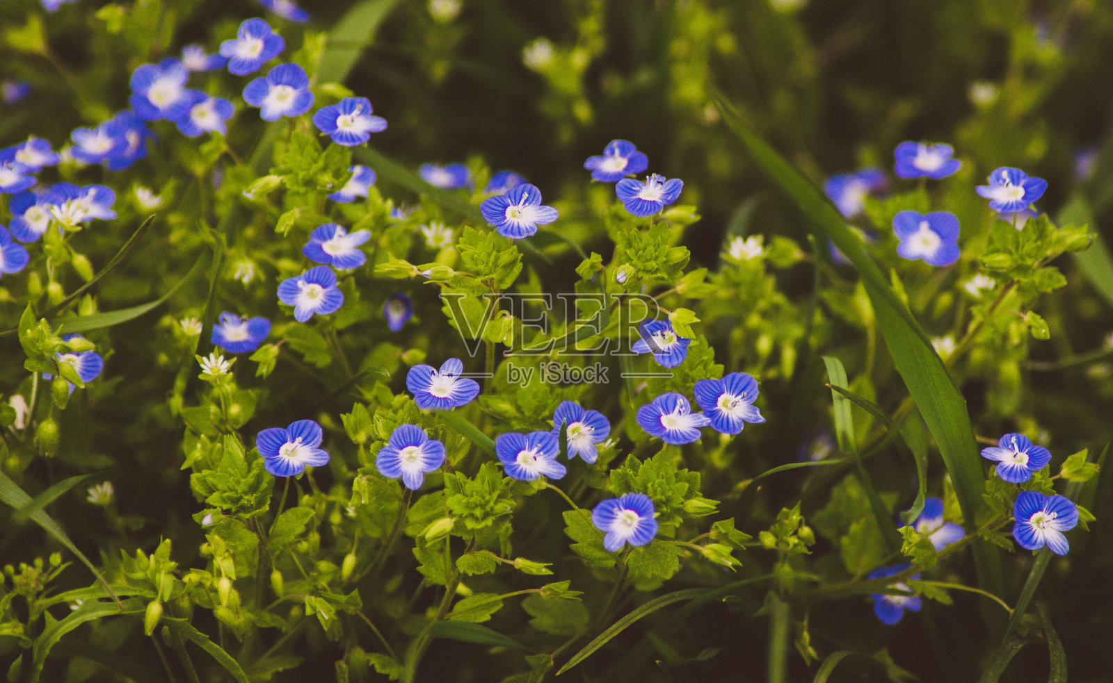 近距离观察绿色草地上的紫蓝色花朵照片摄影图片