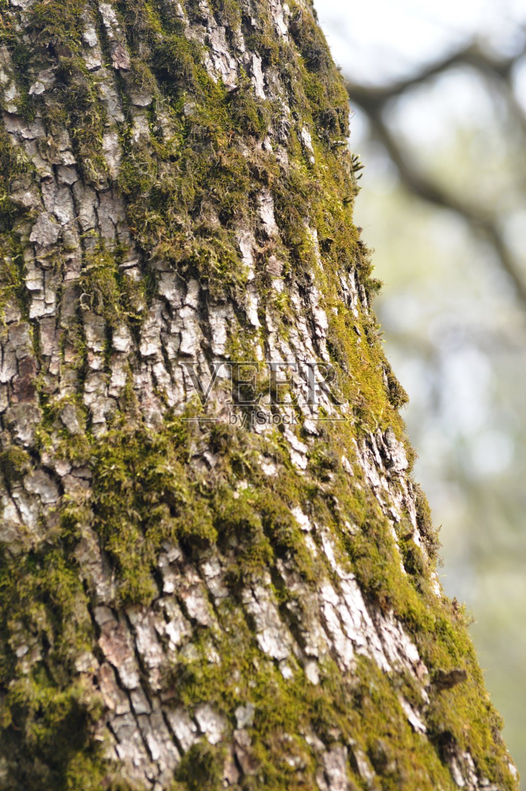 树上的苔藓照片摄影图片