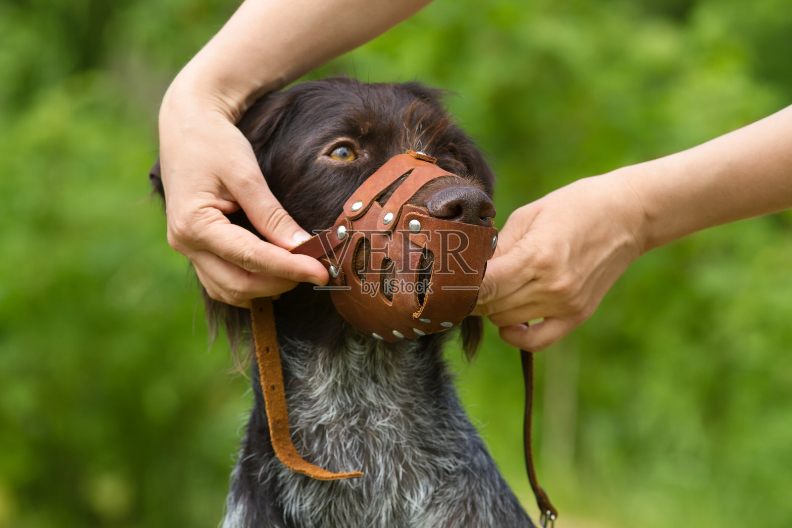 人的手给狗戴上嘴套照片摄影图片