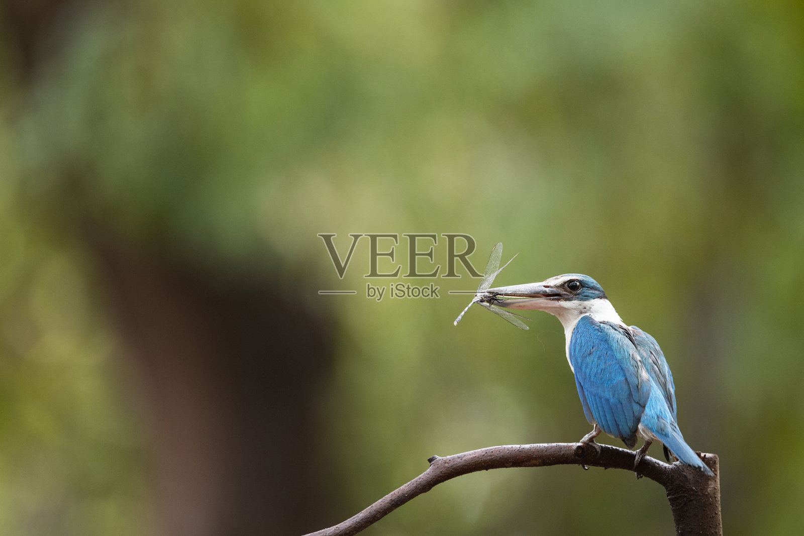 白领翠鸟照片摄影图片