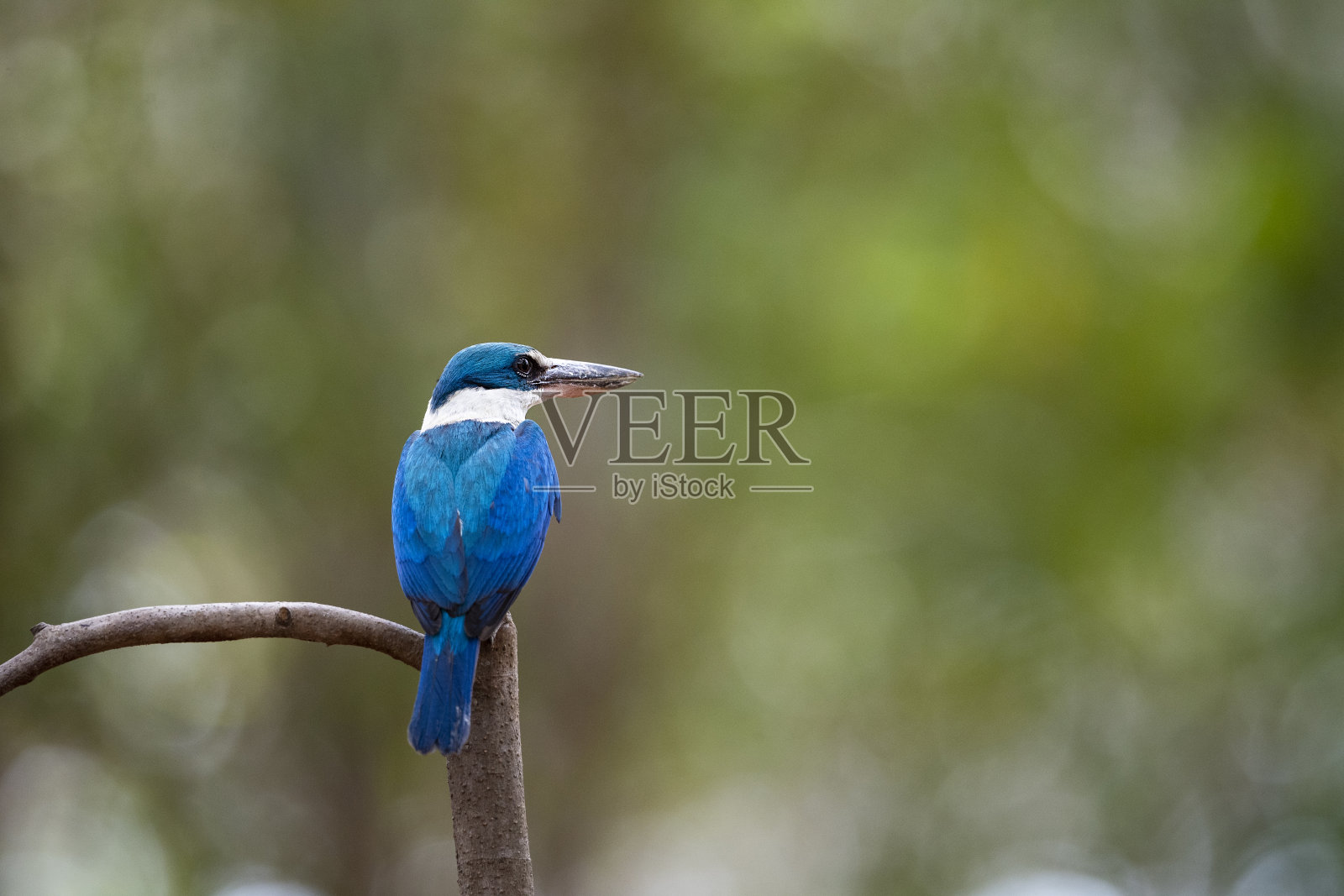 白领翠鸟照片摄影图片