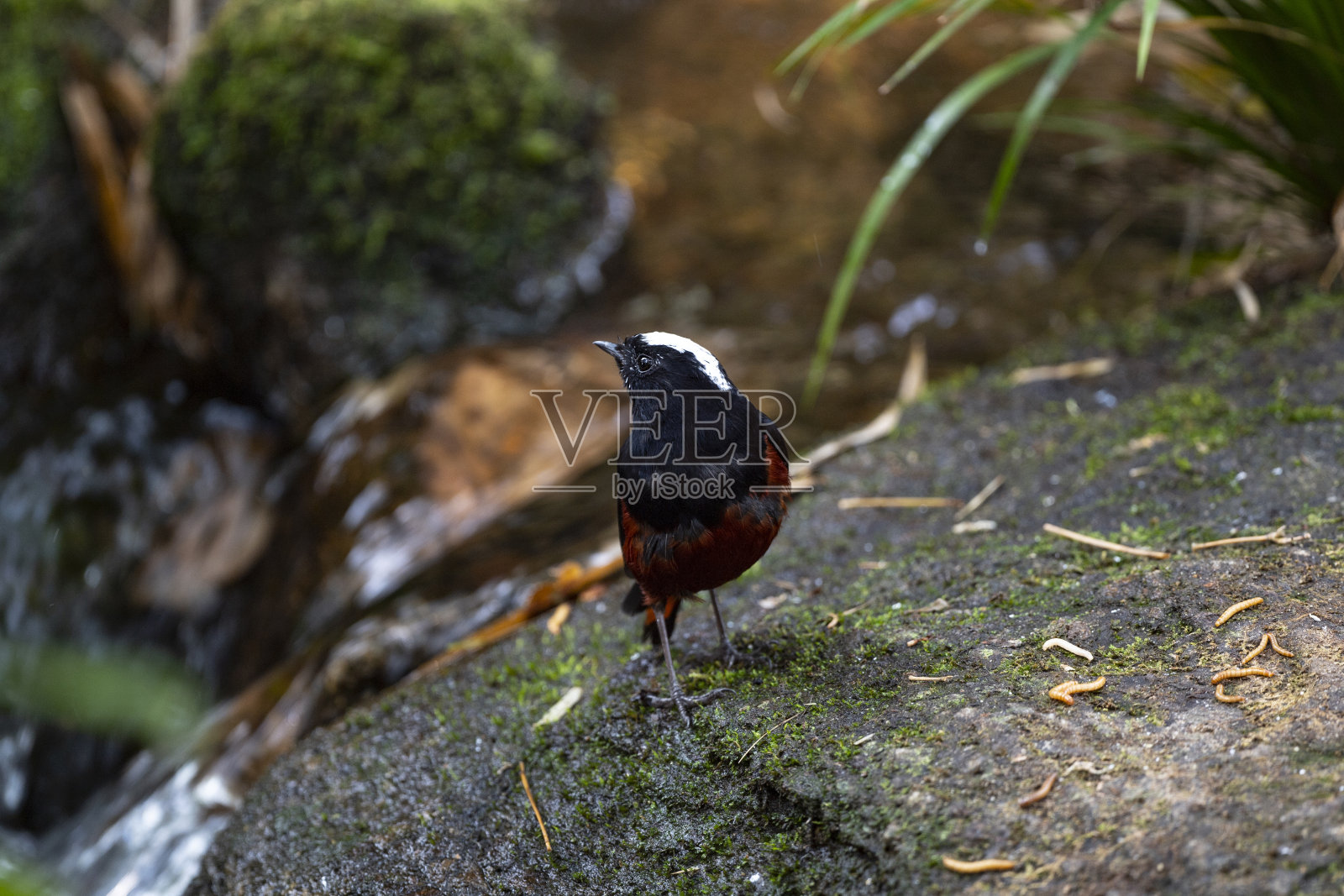 白帽水红雀照片摄影图片