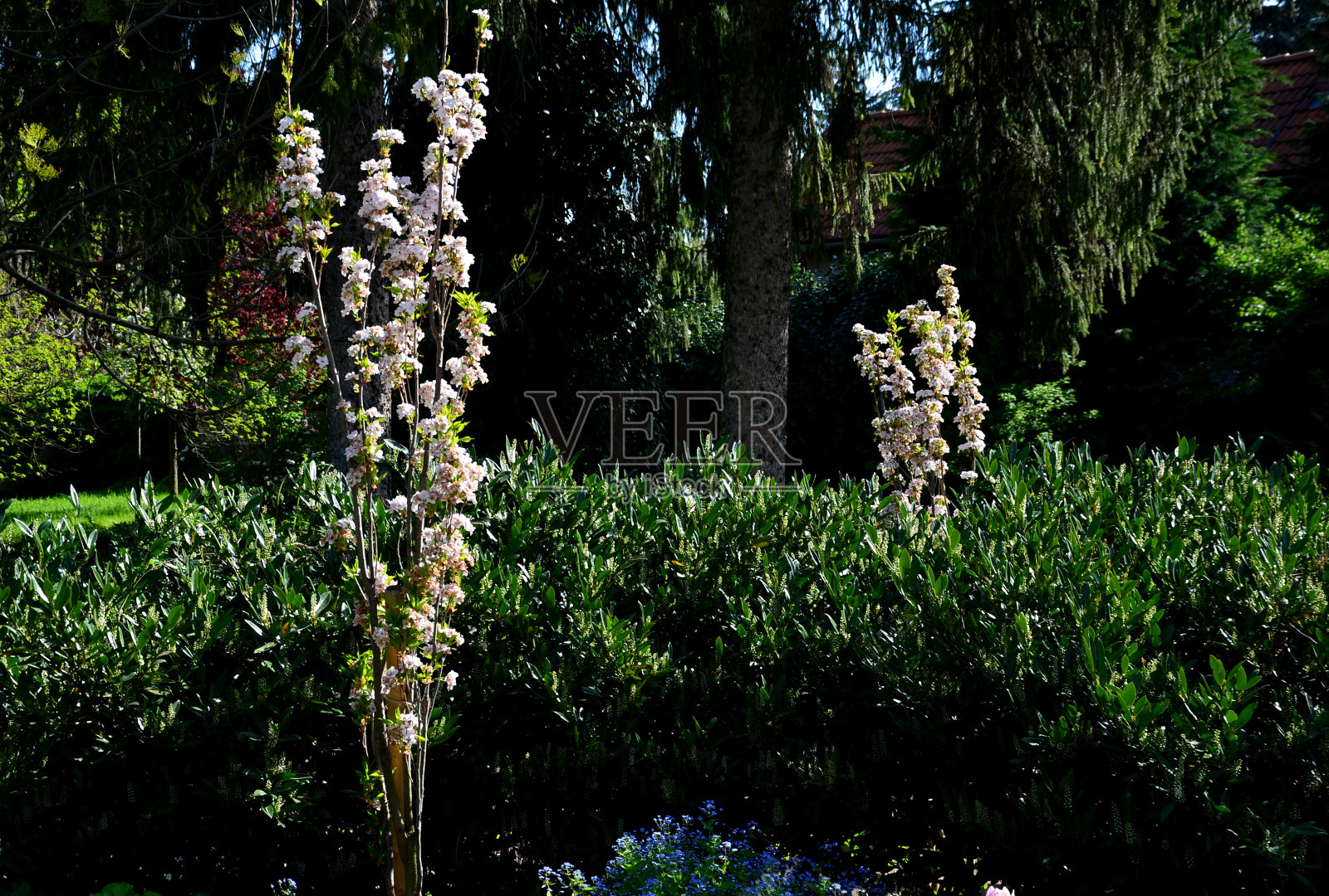 美丽的角落在温泉公园与光的路径和开花灌木多年生植物和灯泡在一个彩色的组合。垃圾桶和露台旁的深绿色草坪照片摄影图片