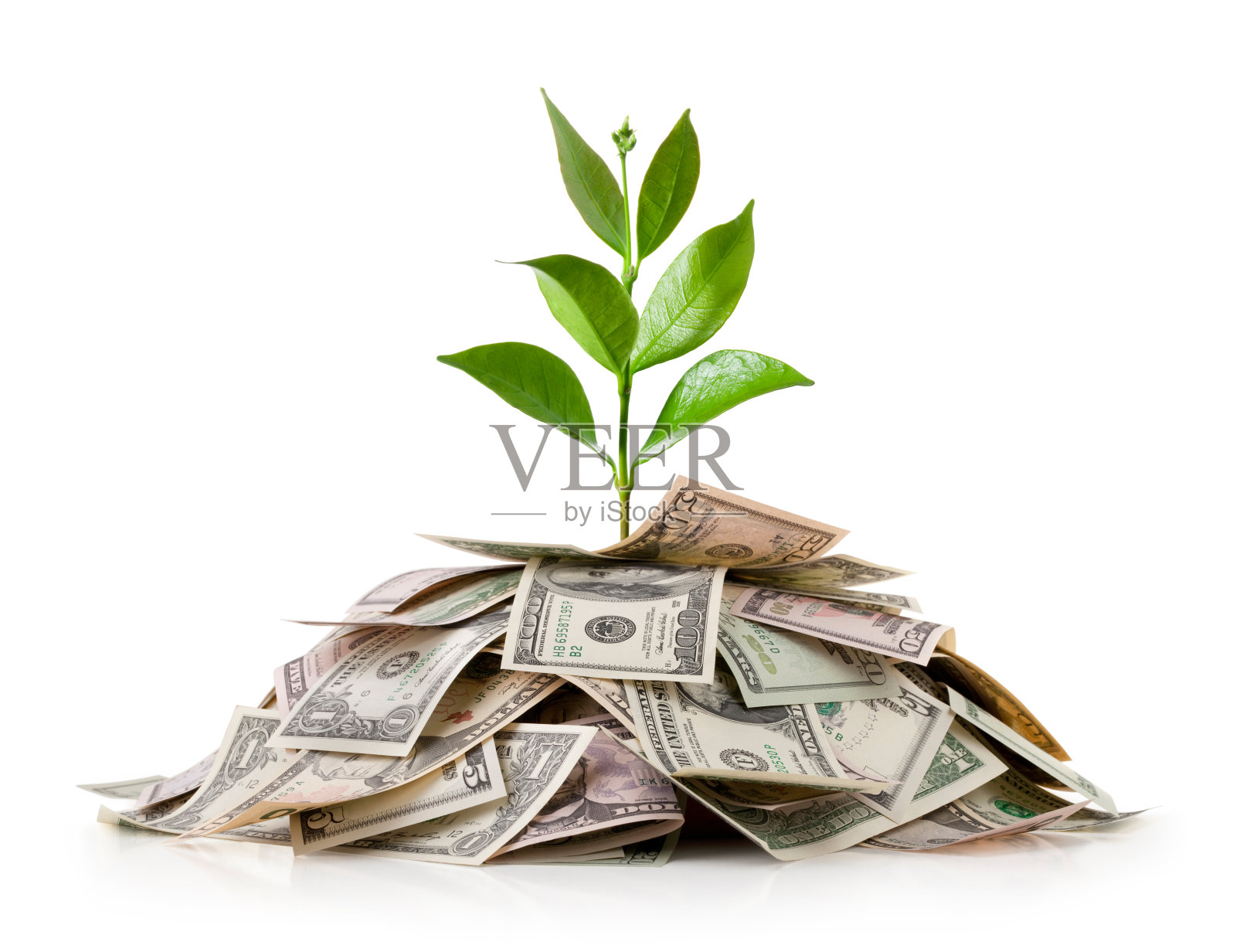 一堆美钞上的幼苗照片摄影图片