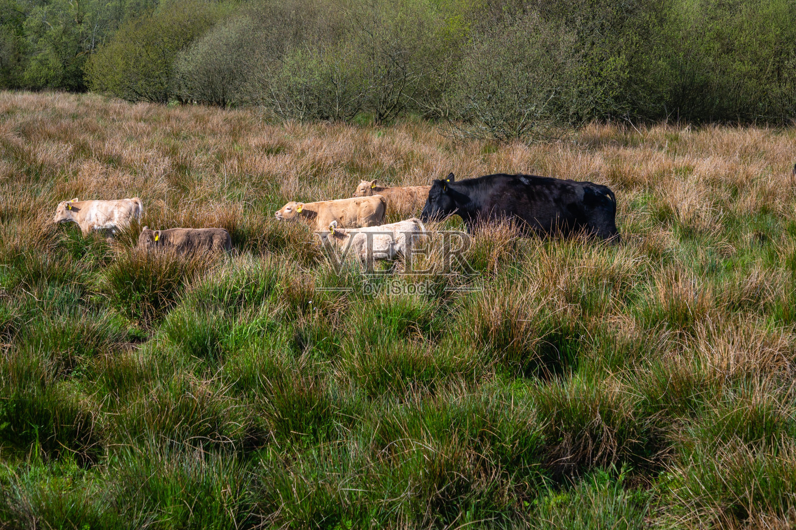 一头肉牛和一群小牛照片摄影图片
