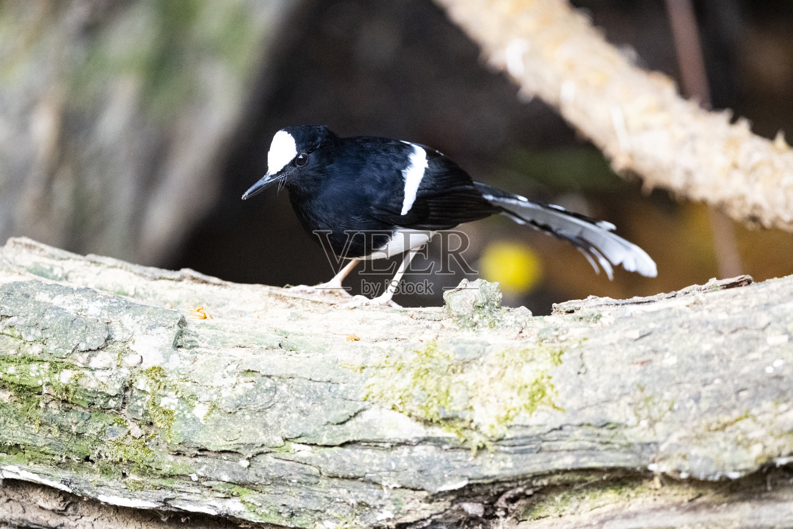 白冠叉尾照片摄影图片