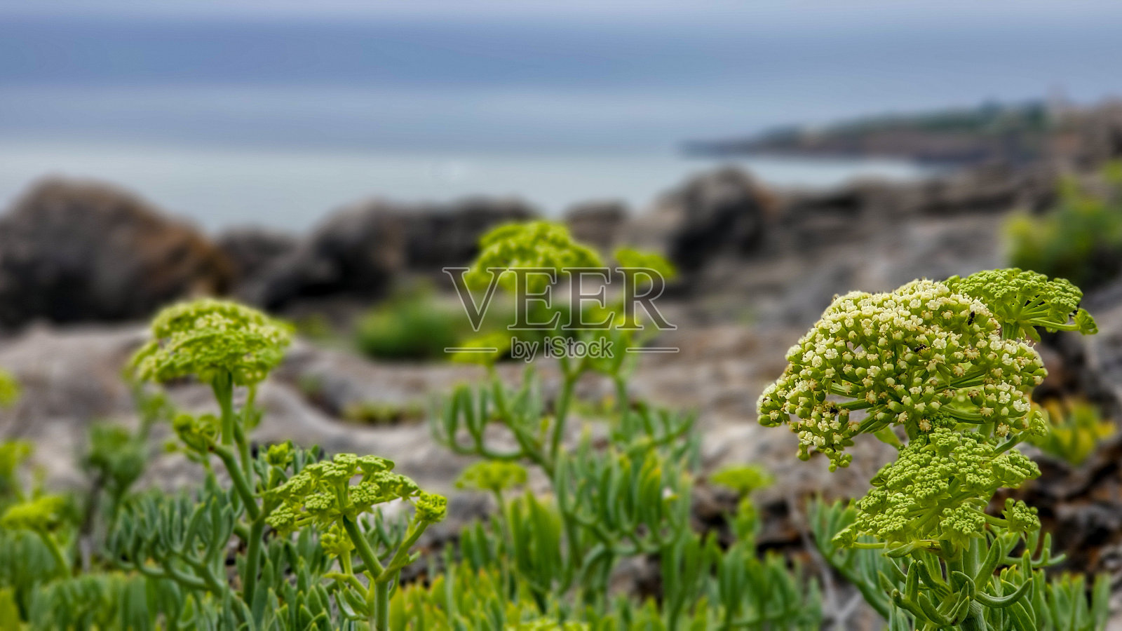 岩石上种着木槿照片摄影图片