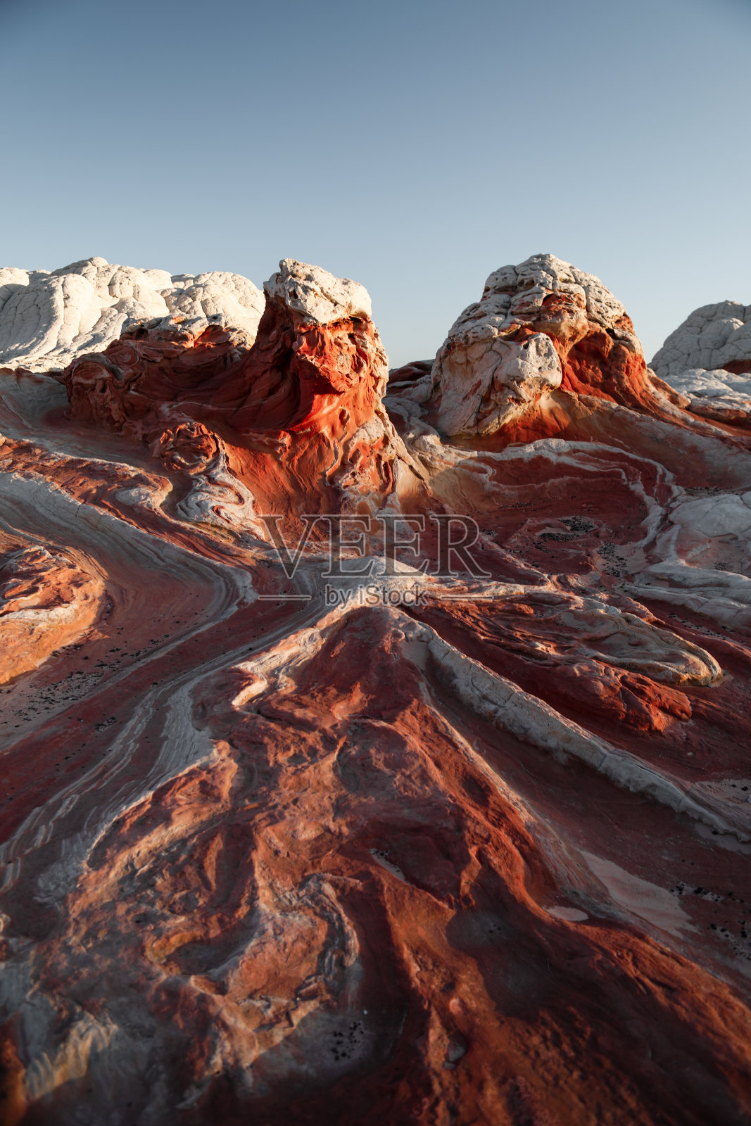 章鱼在伪装照片摄影图片