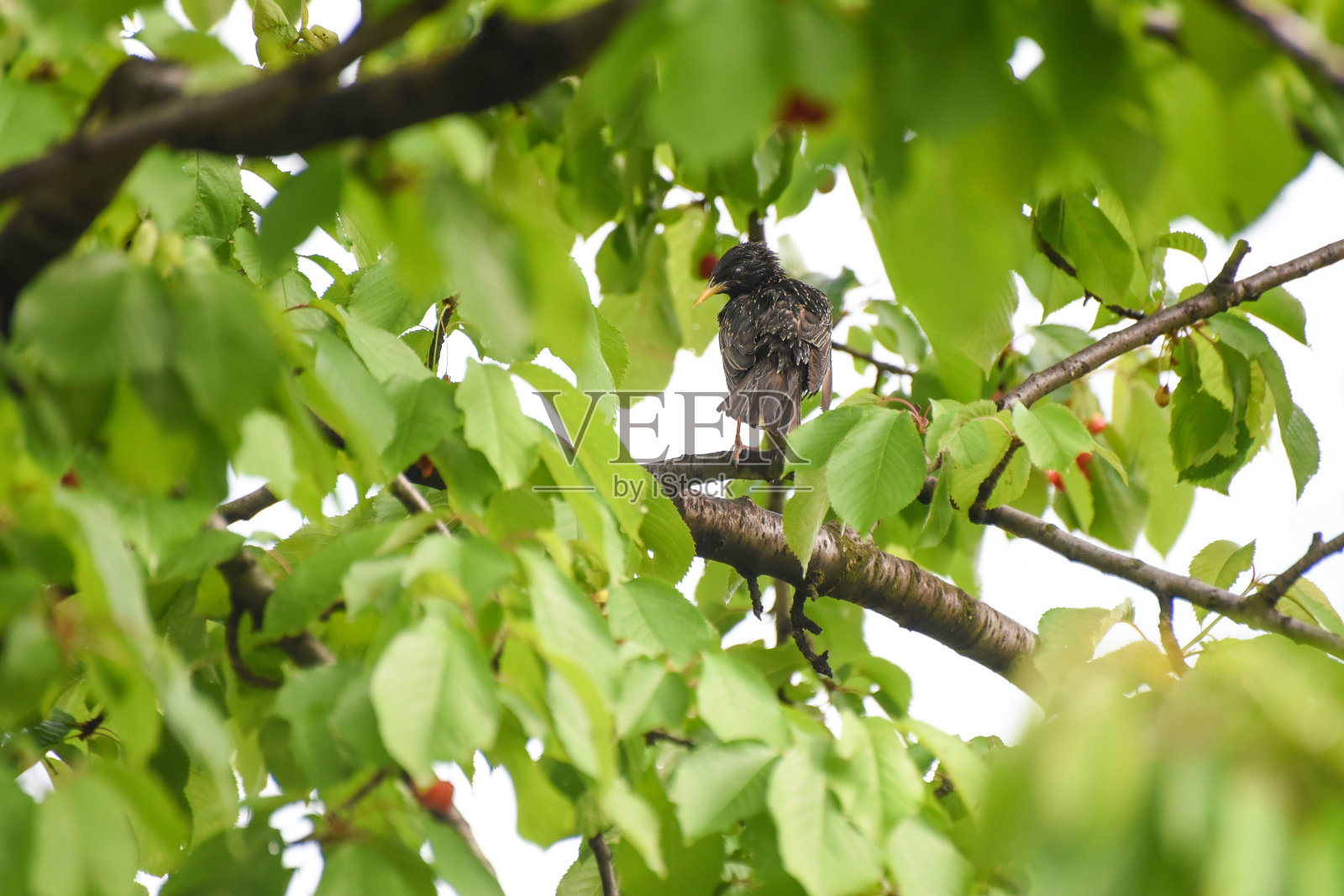 普通椋鸟在树上吃樱桃照片摄影图片