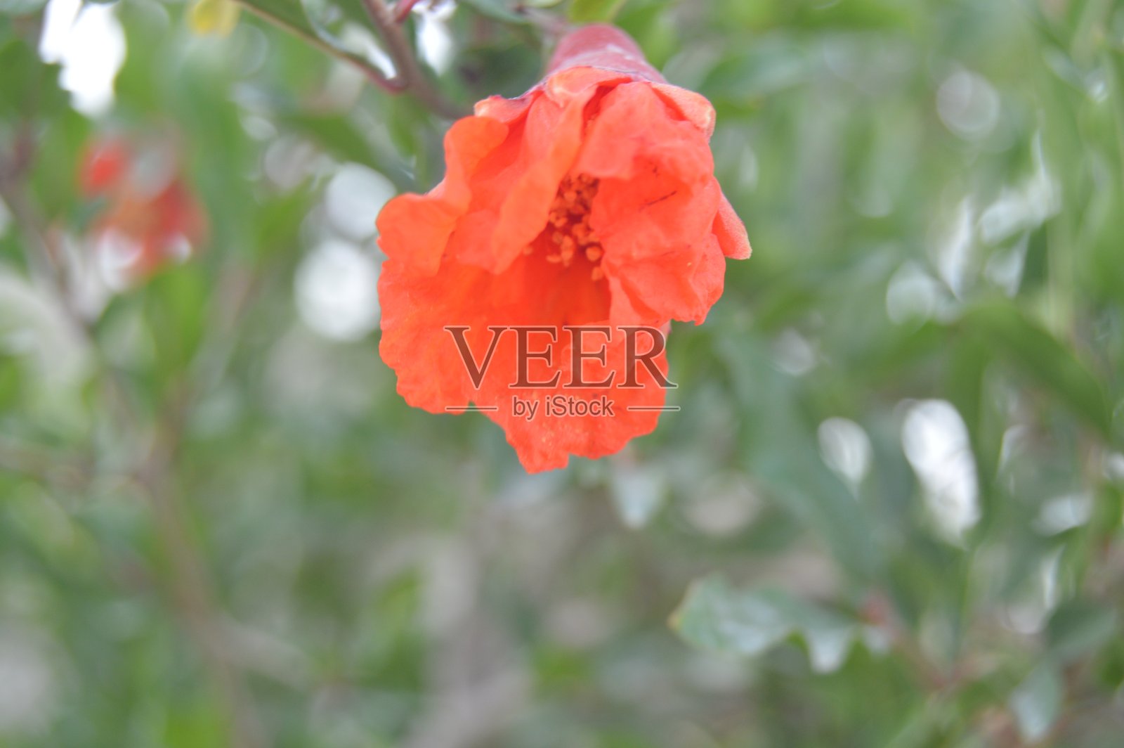 植物，果实浆果，花蕾，石榴，西红柿植物照片摄影图片