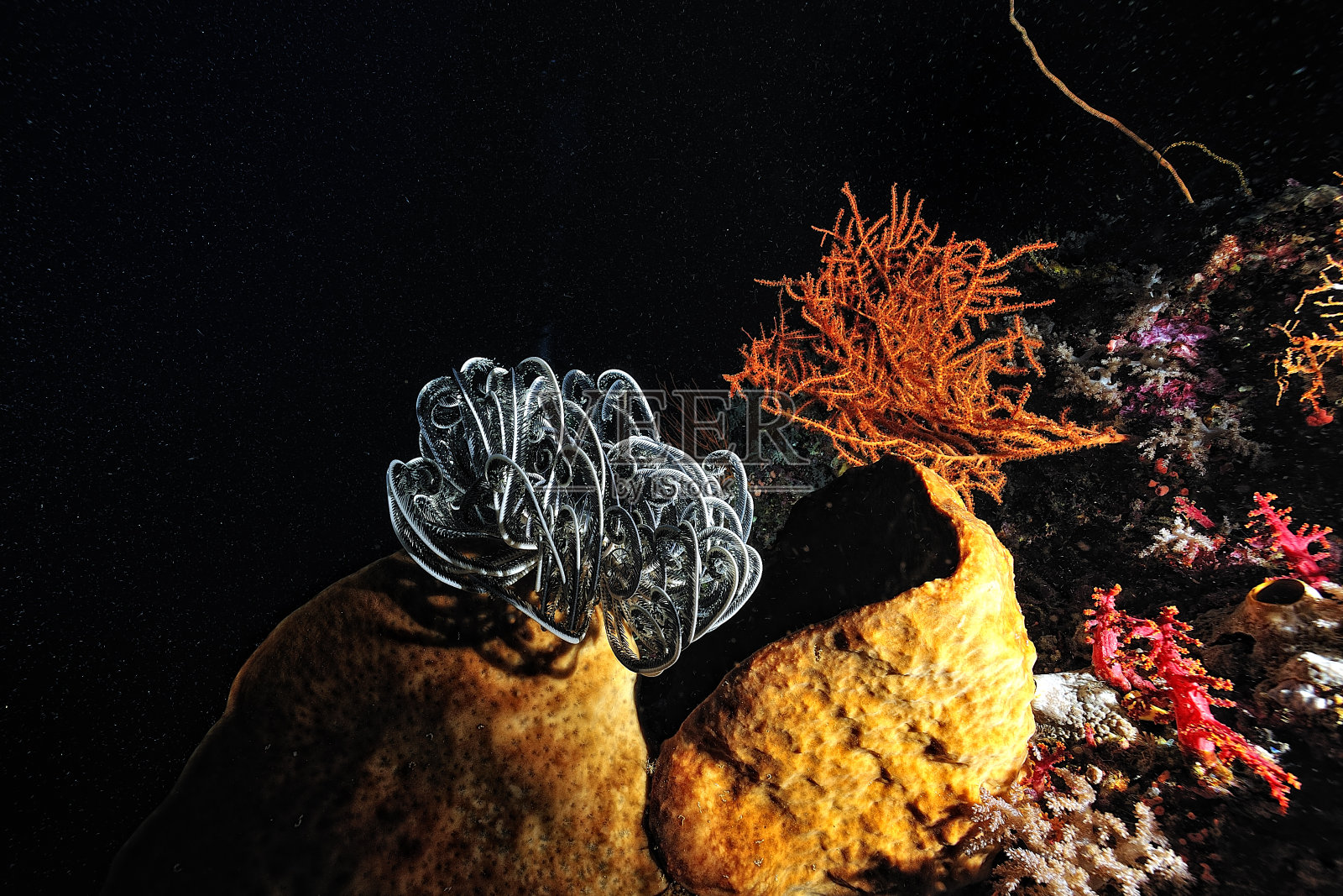 一张美丽的彩色海百合的照片照片摄影图片