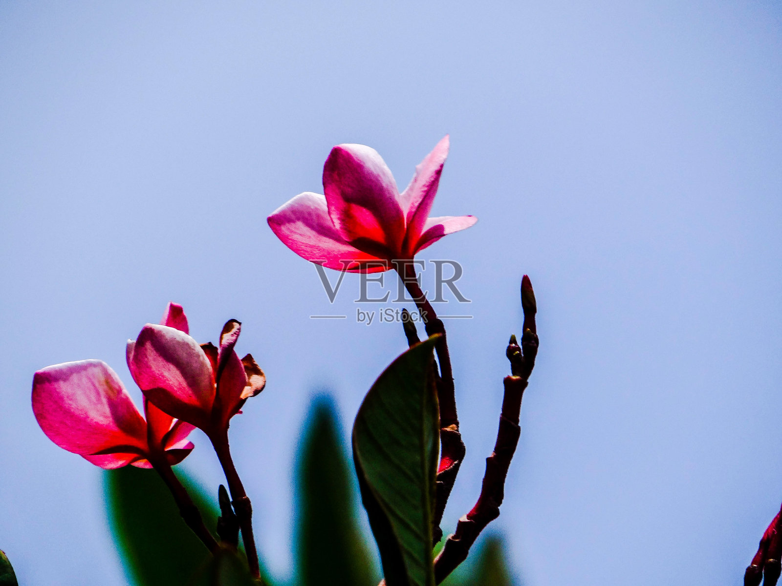 植物的模式照片摄影图片