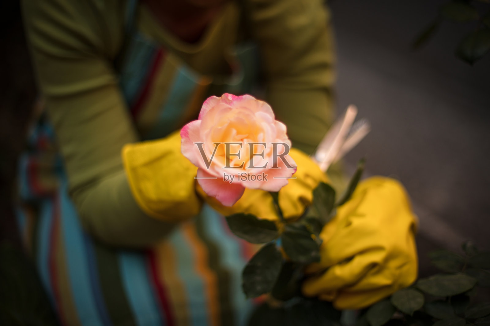 在花园里干活的女人。注意力集中在手上。美丽的玫瑰。照片摄影图片