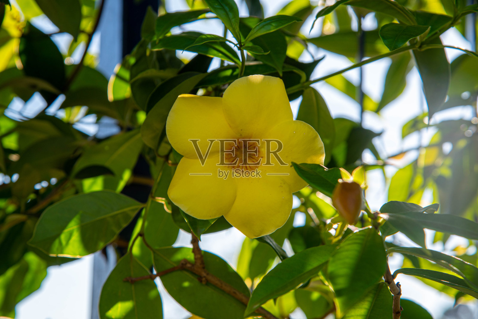 巴西植物在住宅花园中开花。照片摄影图片