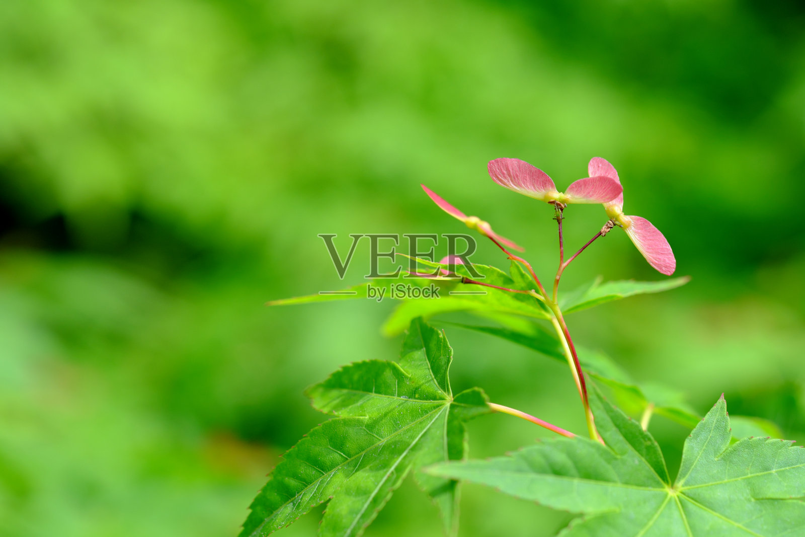 红色可爱的枫花材料照片摄影图片